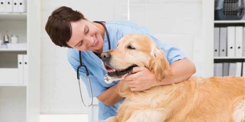 veterinarian taking care of golden retriever dog in veterinary clinic